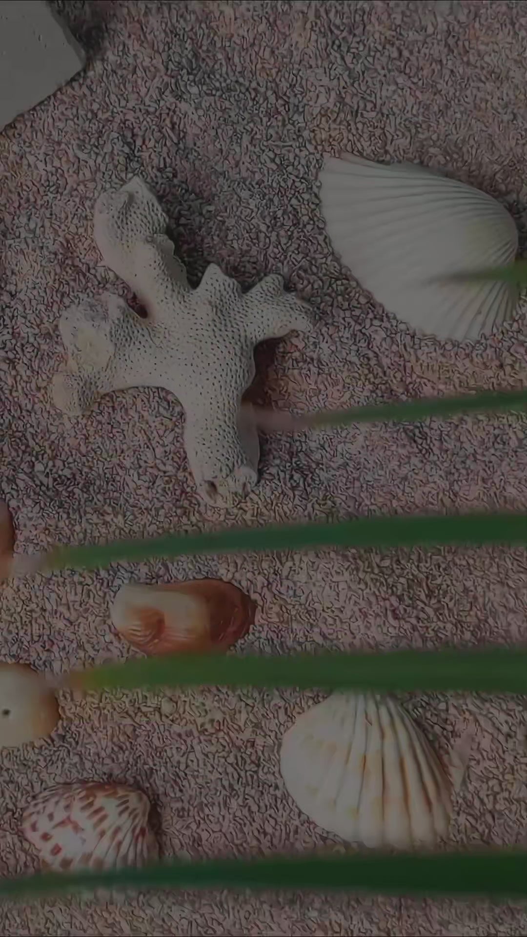 Glow Tint SPF Cream – SPF + Tint